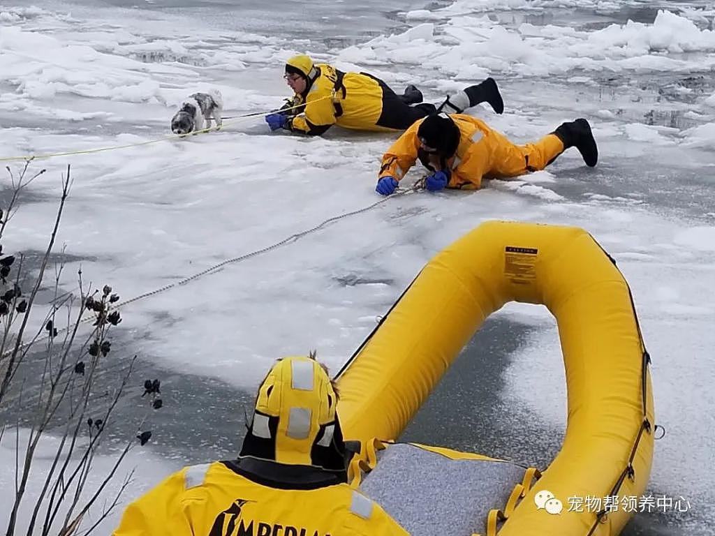 狗狗卡冰面上，消防员匍匐解救，岸上还有警车救护车待命，感动！ - 5