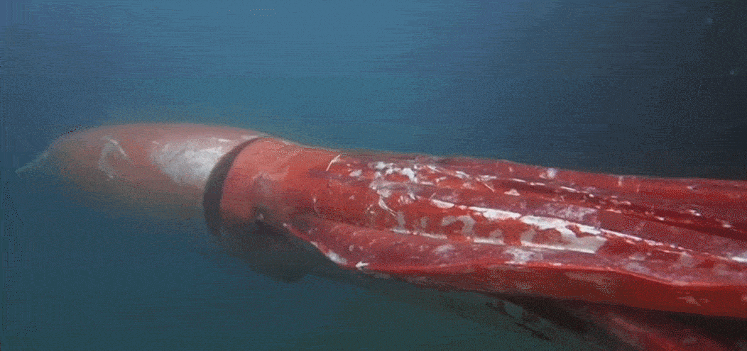 这种“红伞伞，白杆杆”不仅剧毒，还生长在上千米深的海底 - 14