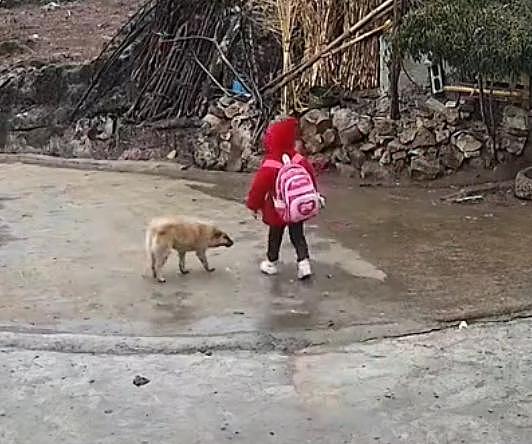 7 岁留守女孩独自上学，父亲通过监控，发现每天陪伴她的都是狗狗… - 1