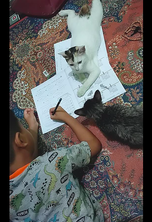 儿子放学回来写作业，猫咪却趴在本子上干扰他：陪我玩不好吗？ - 2