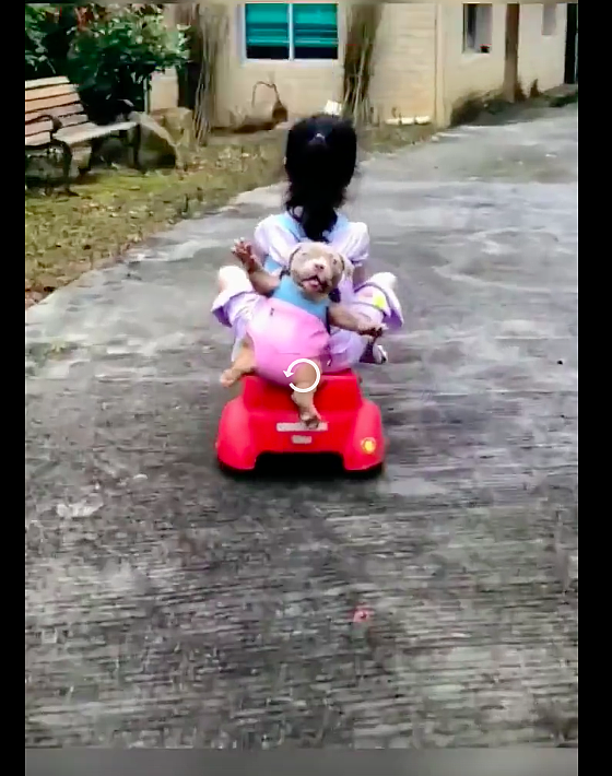 女儿背着狗狗开玩具车，狗狗被吓到四肢伸开眼睛瞪直，太好笑了！ - 3