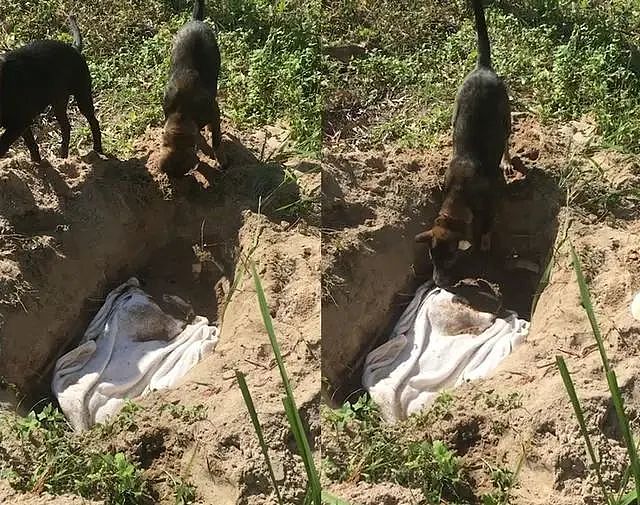失去同伴的两只狗狗，用嘴和爪子挖土将同伴埋葬，坚守在墓地旁 - 1