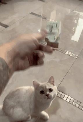 小猫偷藏“私房钱”被抓现行，网友：猫的小金库比我的裤兜还富裕… - 10