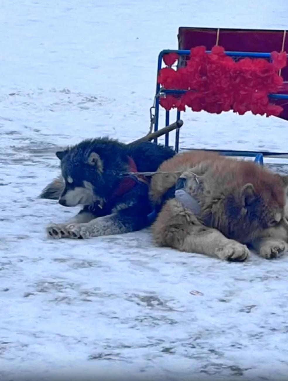 网友发现雪橇犬累到瘦嶙峋立马举报，官方迅速“取缔”，可有些人不乐意了… - 5