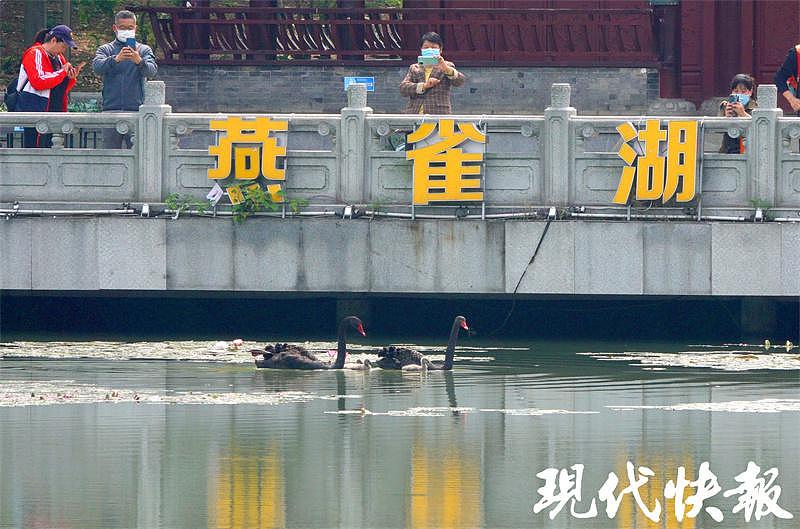 图集丨五一吸睛处！亲水“项链”上看长江大桥，燕雀湖畔看天鹅宝宝 - 5