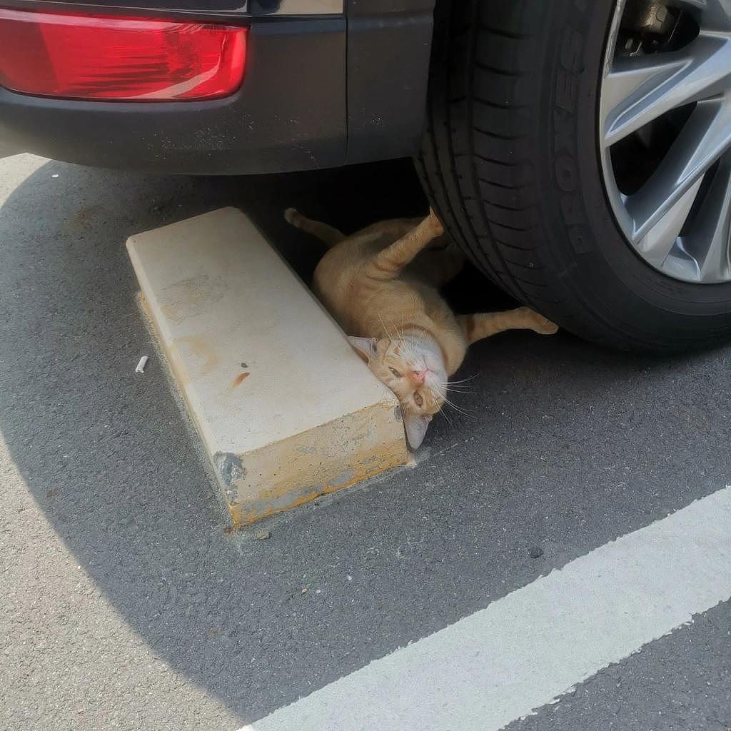 猫咪躺倒在后车轮下，以为车祸现场，真相好笑又暖心 ~ - 3