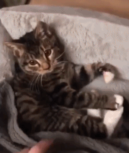 猫：麻麻，我要抱着我