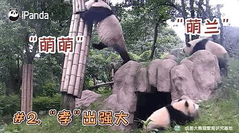 爱熊猫去睡饲养员，爱丁真去睡村民，大千世界… - 3