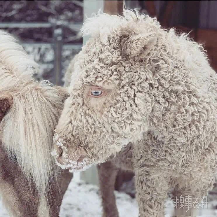 你这到底算是马还是羊