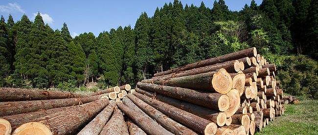 从泰国进口橡胶木需要的关税是多少？橡胶木的清关时效要多少天？ - 2