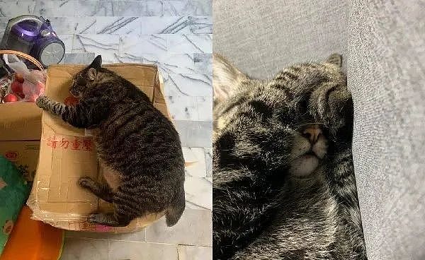 8公斤胖猫忽略“4字警语”重磅躺下，纸箱压烂凹出圆形 - 1