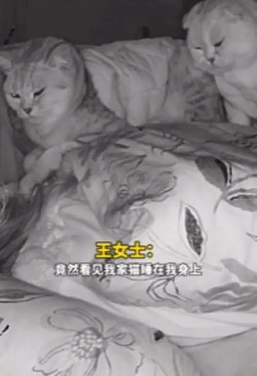 女子睡觉时觉得呼吸不畅，查看监控后，发现是猫咪的“杰作” - 3