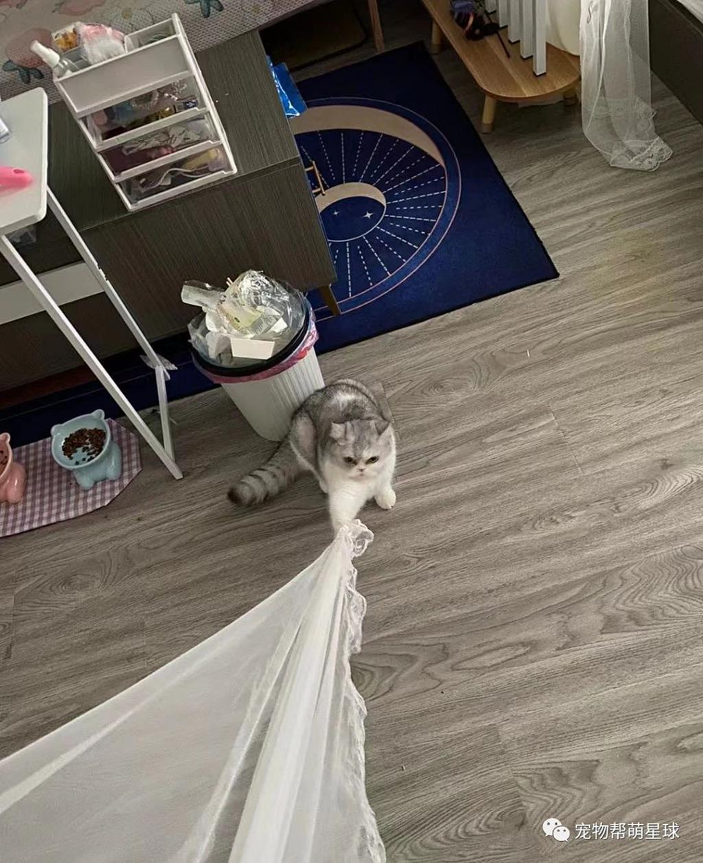 网友家的猫咪偷爬窗帘，结果乐极生悲竟 . - 3