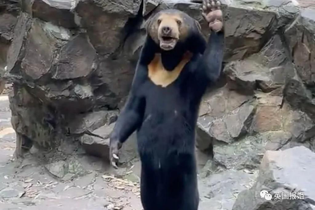 中国动物园的一头熊一夜之间火爆全球！国外媒体网友陷入疯狂：“它到底是熊还是人？！” - 7