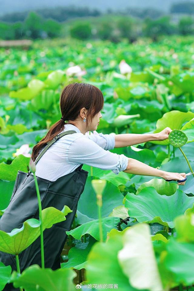 王冰冰晒夏日采莲写真照 戴粉发箍蝴蝶结耳饰少女十足 - 2