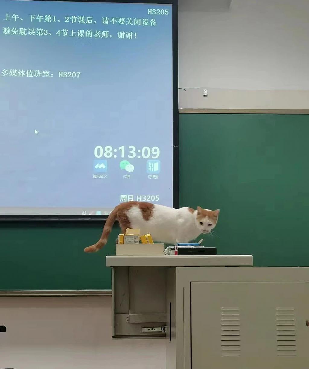 猫咪闯进大学教室代课，没坚持多久就开始犯困，太不负责了！ - 2