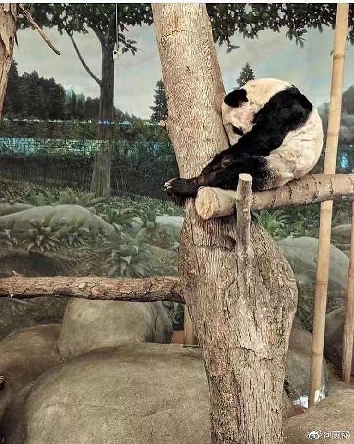 在美国遭受“虐待”的两只中国大熊猫，终于要接你们回家了… - 13