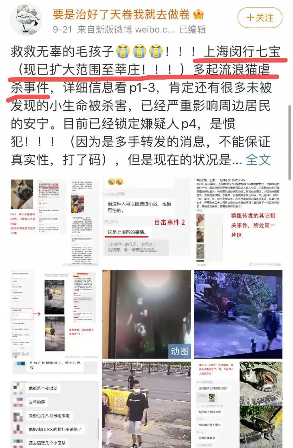 上海惊现“连环杀猫男”，数十只猫咪惨死，谁来为它们发声？ - 1