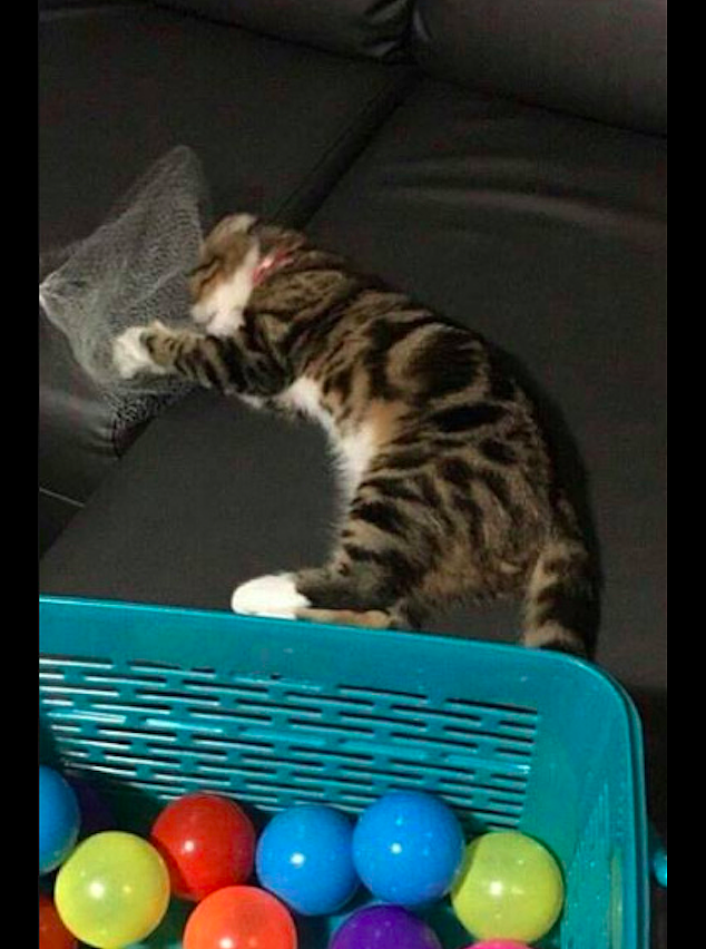 猫咪玩起了装海洋球的袋子，不一会儿就把自己困住了，被它蠢哭了 - 1