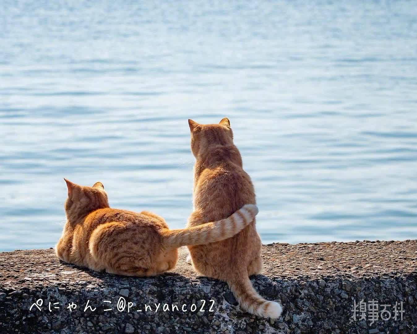 摄影师拍摄的猫岛的日