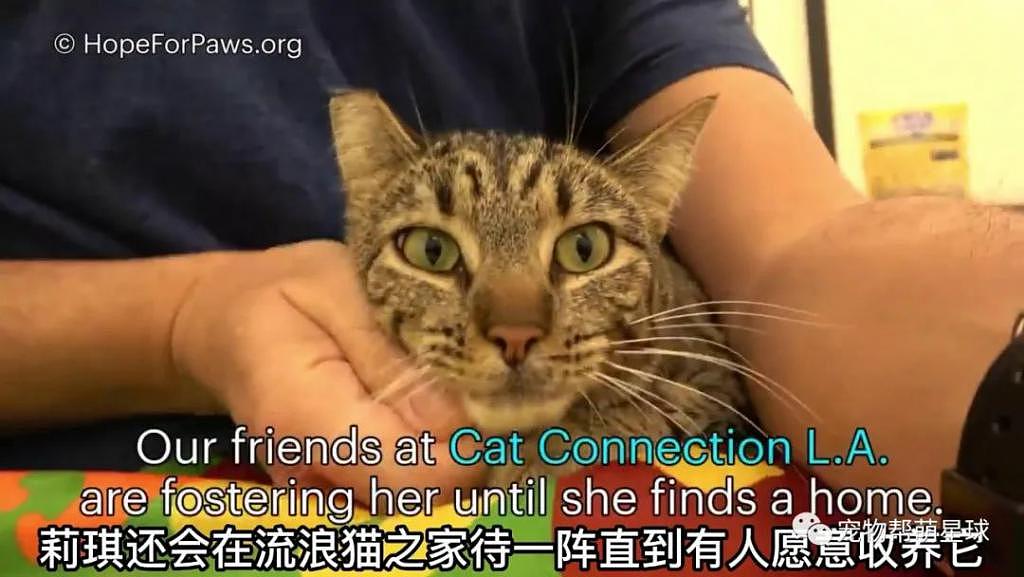 猫咪高速路上误入汽车引擎盖，警察蜀黍暖心引路，成功挽救一条小生命！ - 14