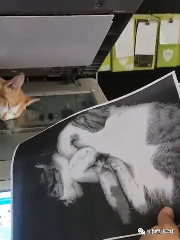 猫咪躺复印机上睡觉，结果被印出多张“高清露肚照”，太可爱啦！ - 3