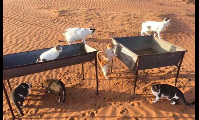 女子远嫁中东在沙漠里安家，一望无际的猫砂盆，养猫人的天堂？ - 3