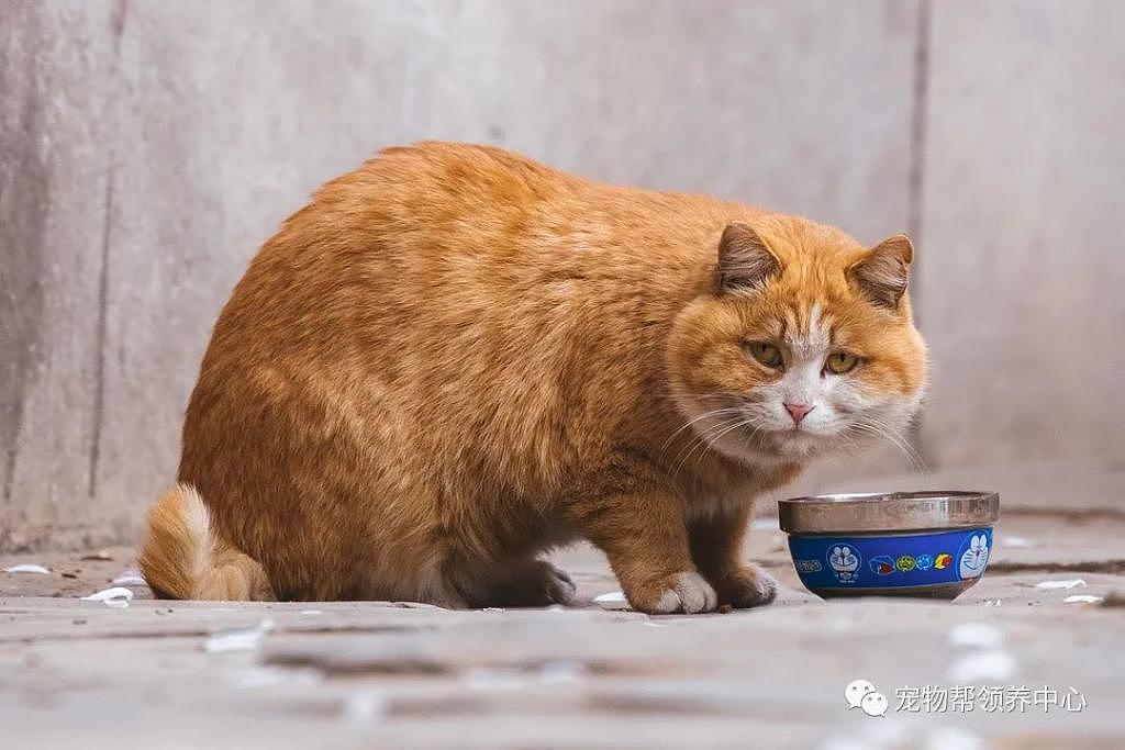 南京总统府曾征集流浪猫捕鼠，说它们是“镇府之宝”，如今却不管猫咪死活了？ - 19