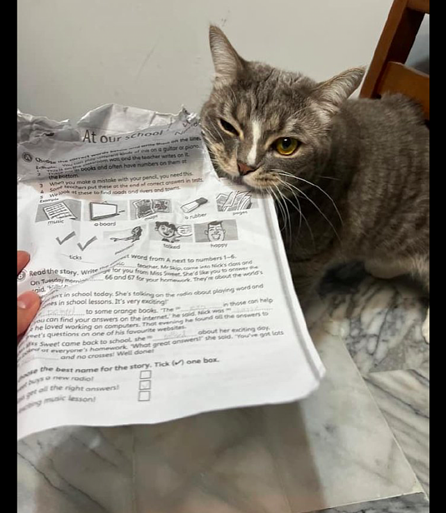 猫咪将儿子的作业本咬烂了，找它算账还卖起萌来，根本没法下手啊 - 2