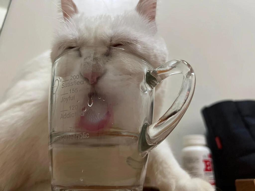 猫咪偷喝杯子里的水，铲屎官拍下证据却成表情包，丑出新高度！ - 1