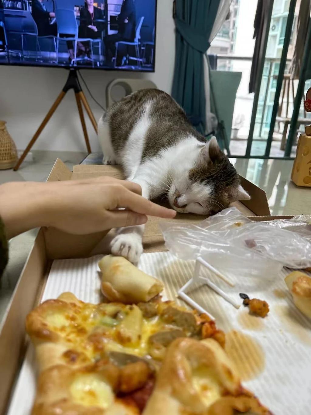 猫咪为了吃到食物到底有多拼？直到 ... 它学会了掩耳盗铃！ - 3