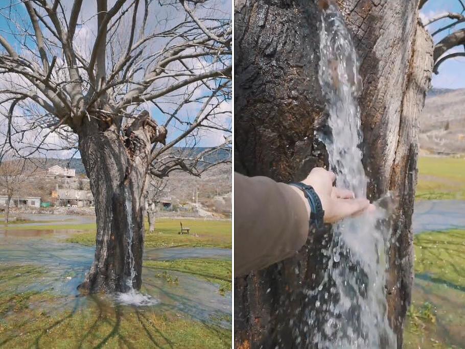 罕见一幕！黑山一棵百年树龄桑树从内部涌出大量水 - 1