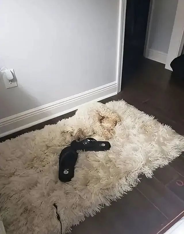新买了一个地毯，结果狗子躺进去秒隐身，主人：每次都怕踩到 - 2