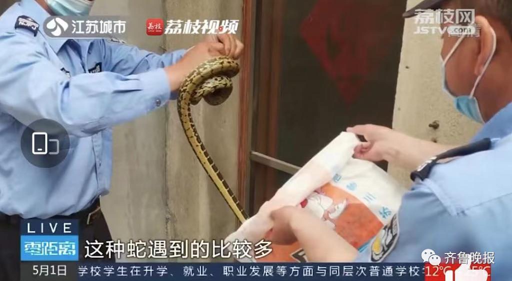居民街头散步偶遇 3 米长眼镜王蛇，网友：最近“含蛇量”有点高 - 16