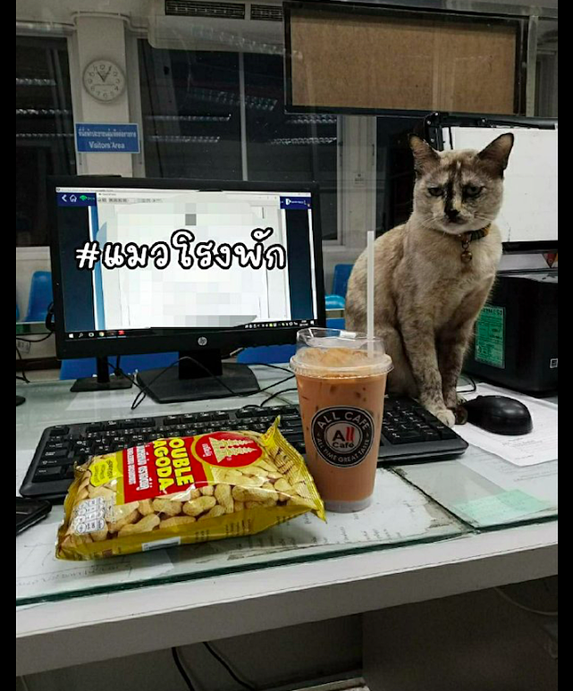 网友加班买了奶茶和零食，猫咪坐在电脑前瞪着他：还想继续工作吗 - 2