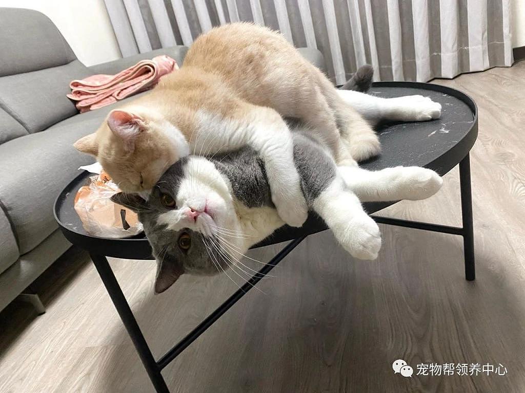 猫弟弟非常喜欢粘着猫哥哥，竟从背后锁喉式抱紧，窒息的爱啊！ - 2