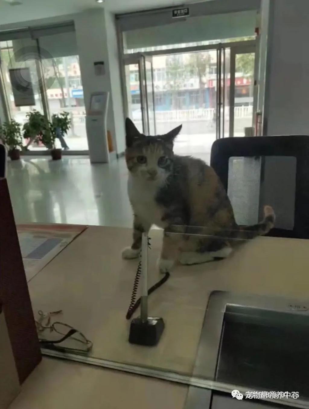 网友银行办业务，却看见窗口钻出一只猫，这是银行新业务，取猫？ - 3