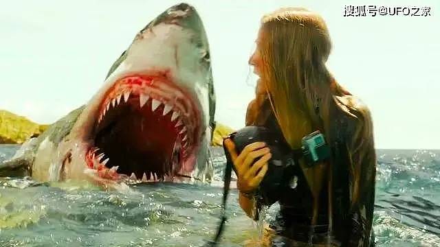 60年内首次咬死人！悉尼海滩鲨鱼伤人，鲨鱼咬人不是只尝味道吗？ - 4