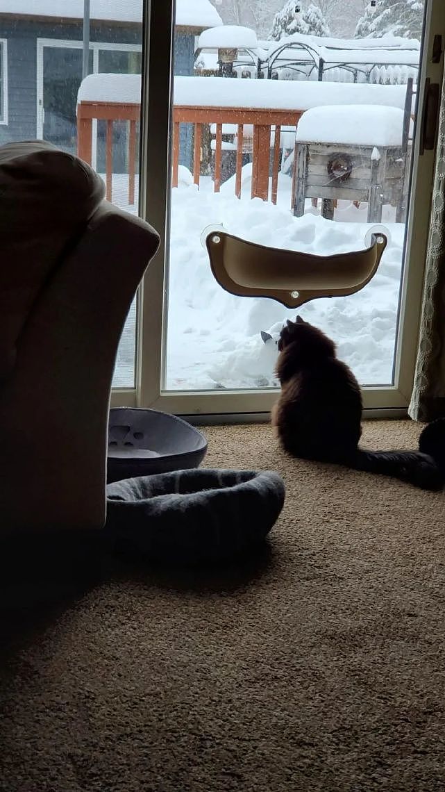 在屋外用雪堆了一只猫咪，结果猫主子整天坐在窗边看 - 5