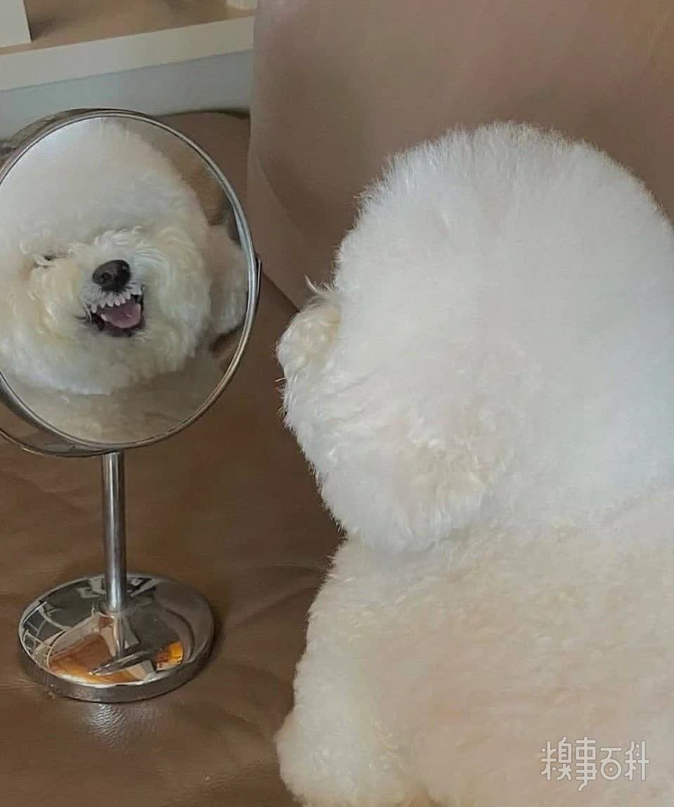 狗狗沉浸式照镜子，太