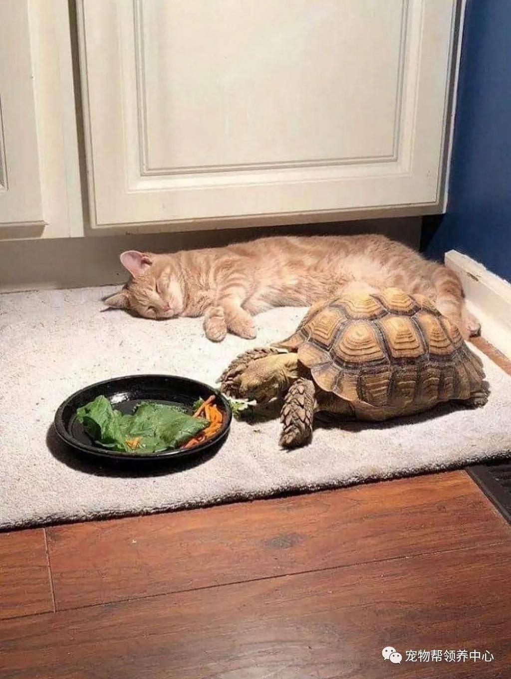 同伴龟速吃饭，橘猫等到睡着，一看盘子里竟还有一半 . - 6