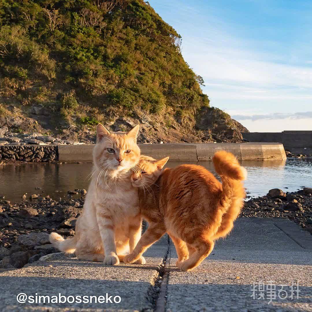 摄影师拍摄的猫岛的日