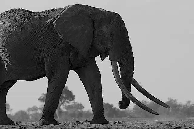 曾经有只大公象，象牙长到能搁在地上……直到盗猎者发现了它 - 12