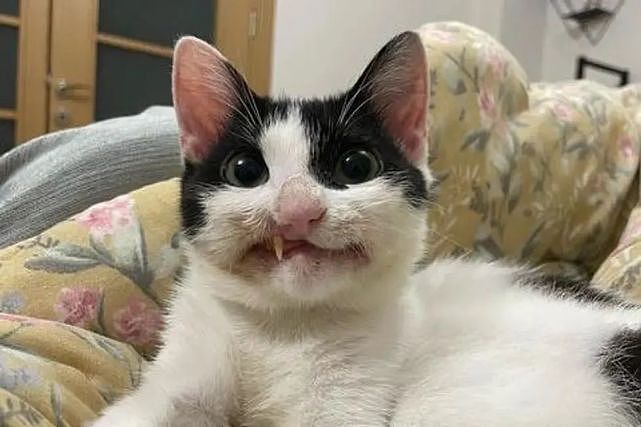 猫趣｜僵尸猫被医院放弃治疗，铲屎官带回家后，却每天都带着灿烂的微笑 - 1