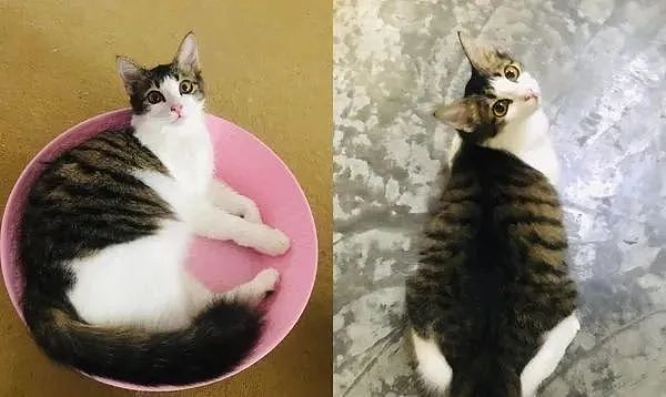 3个月大虎班猫被丢垃圾桶剩700g，收养后天天清空盘子，脖子消失 - 5