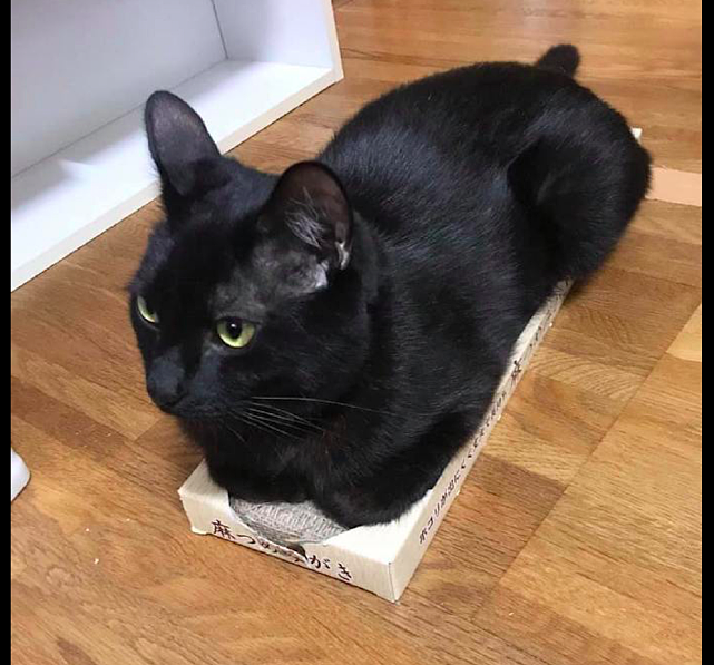 网友买了一个很小的纸盒子，猫咪还要趴在上面休息，真是执着啊！ - 1