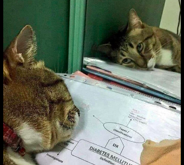 猫咪趴在主人的作业本上，一脸生无可恋的表情：这题好难，我不会 - 3