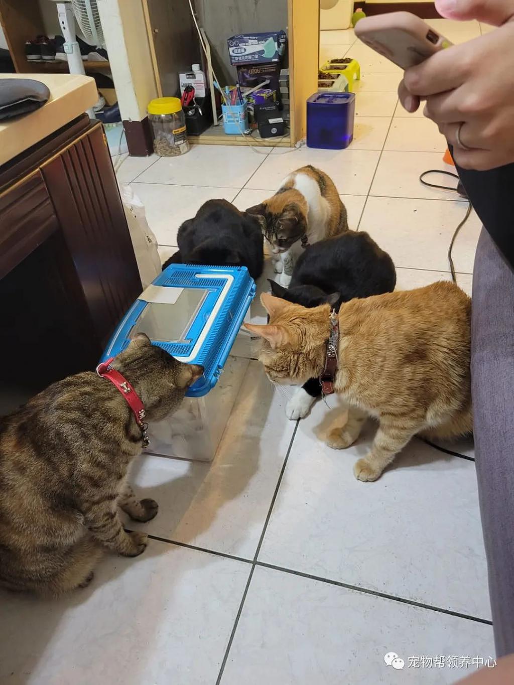 朋友顺路做客，家中猫咪竟瞬间围上来，只因朋友提了整箱的 . - 4