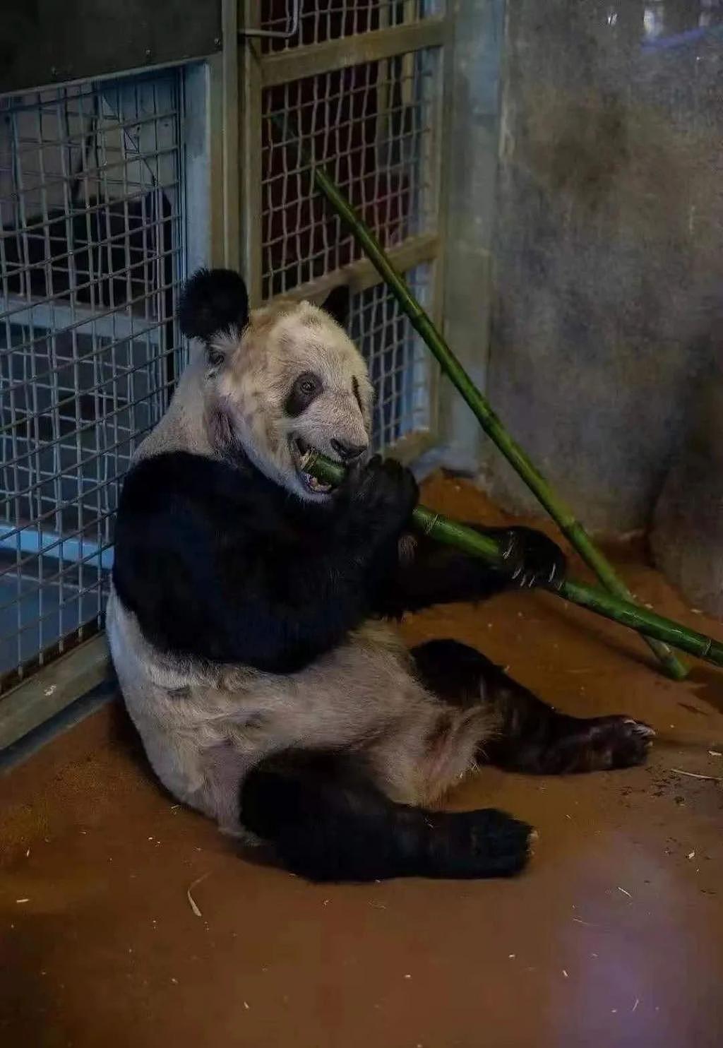 在美国遭受“虐待”的两只中国大熊猫，终于要接你们回家了… - 21
