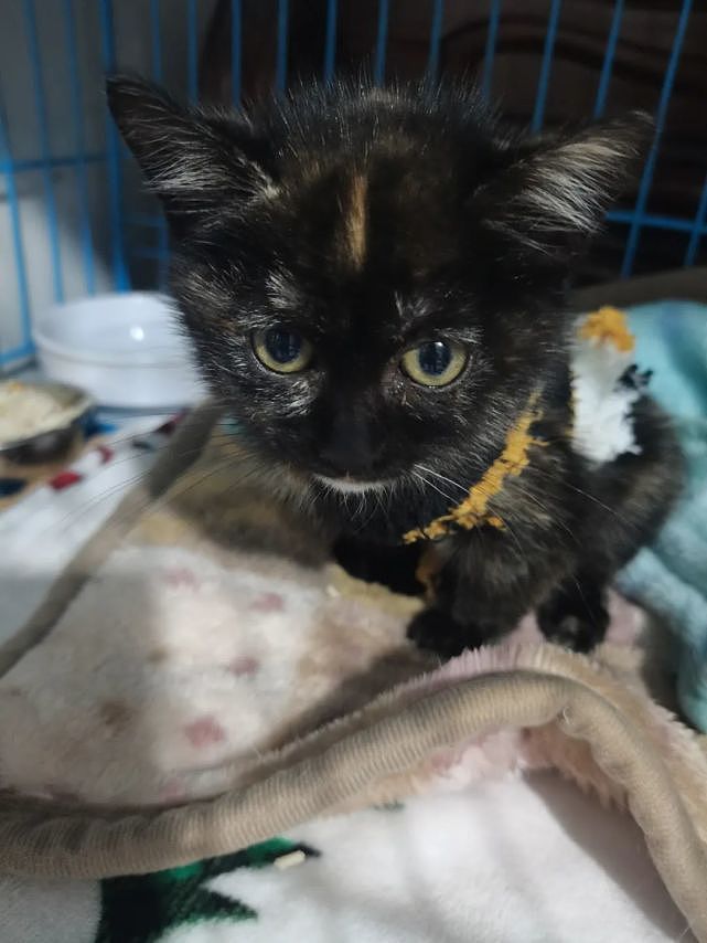 安菠 | 高架上救助的2个月大的流浪猫，洗净后，化身成了粘人的干饭猫 - 14